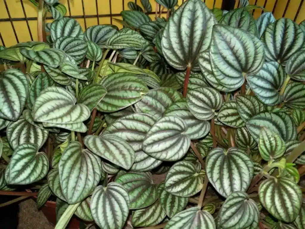 plantas para jardim de inverno