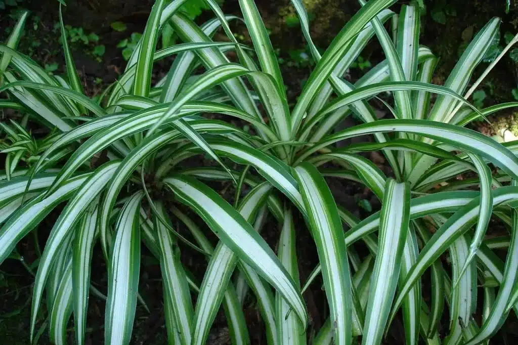 plantas para jardim de inverno