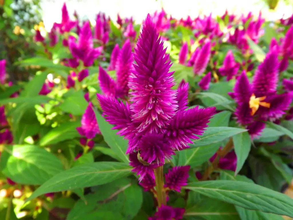 plantas para jardim em Anchieta Rj