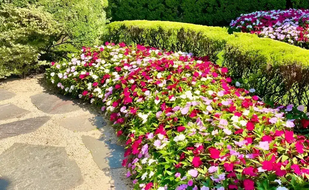 plantas para jardim em Anchieta Rj