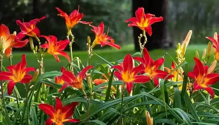 plantas para jardim em Anchieta Rj
