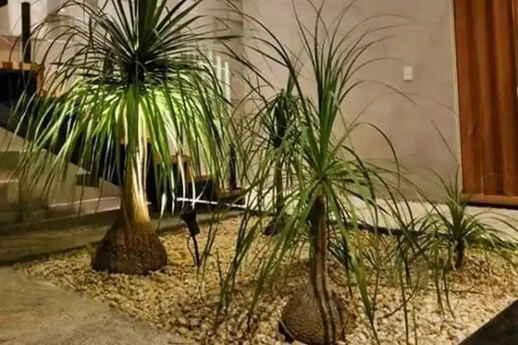 plantas para jardim em Anchieta Rj