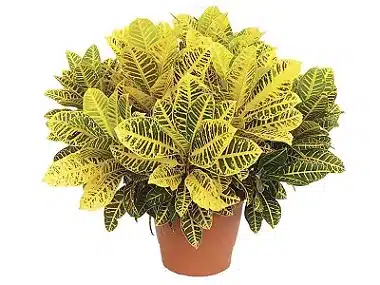 plantas para jardim externo