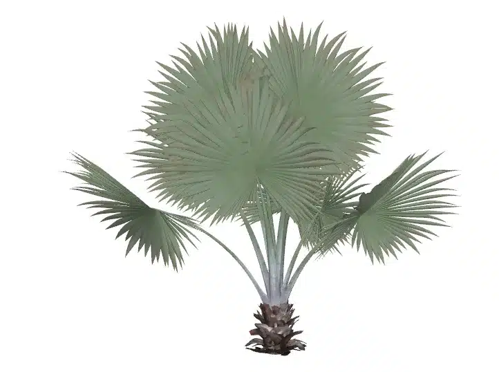 plantas para jardim externo