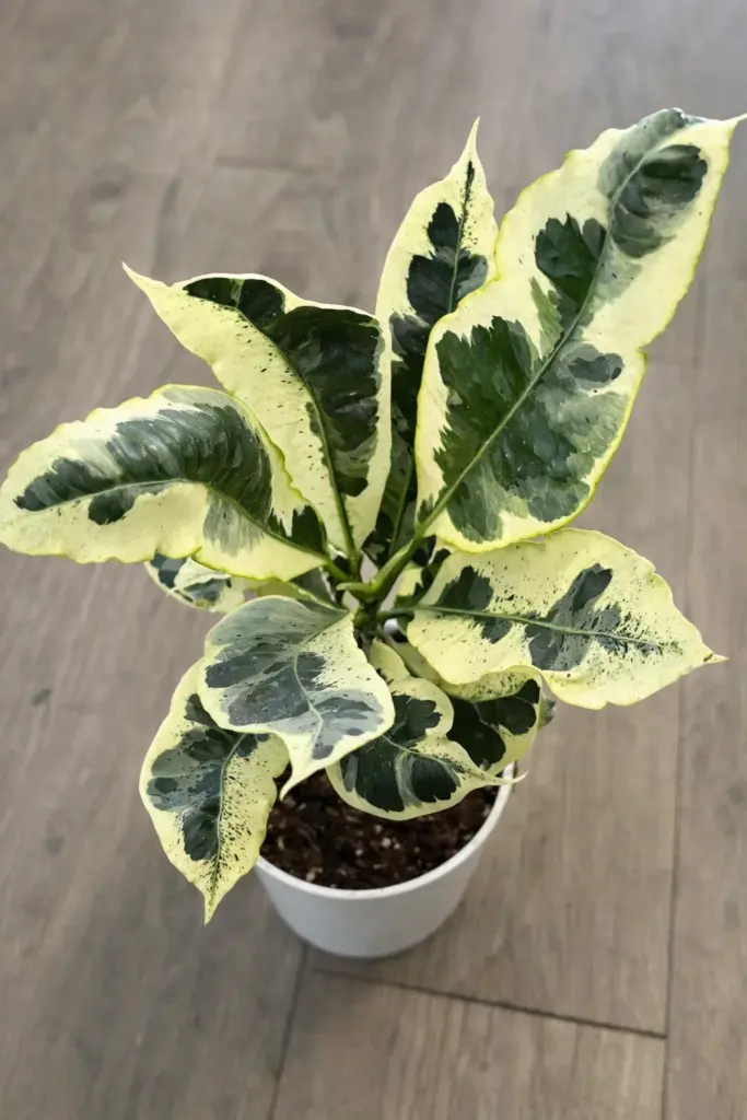 plantas para jardim externo