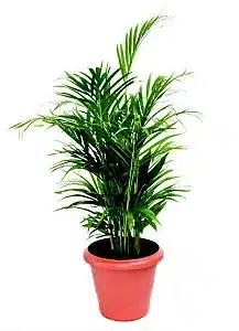 plantas para jardim no Rio de Janeiro