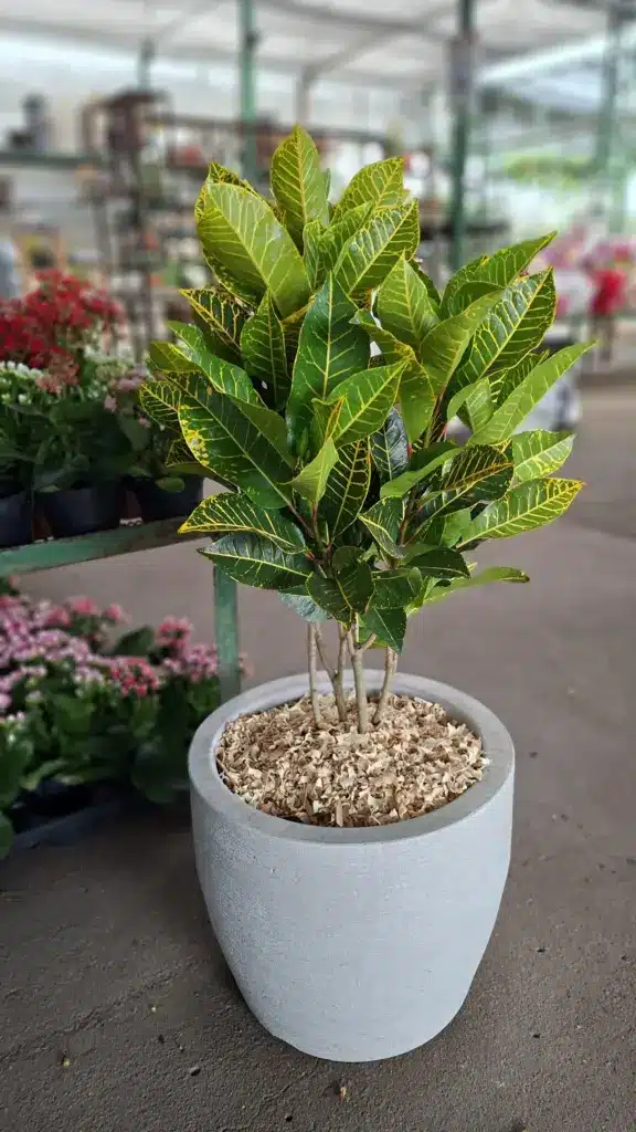 plantas para jardim no Rio de Janeiro