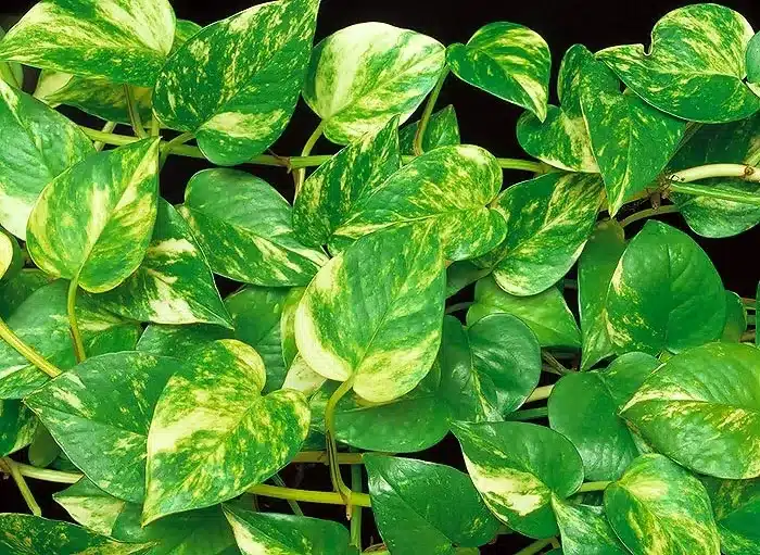 plantas para jardim vertical