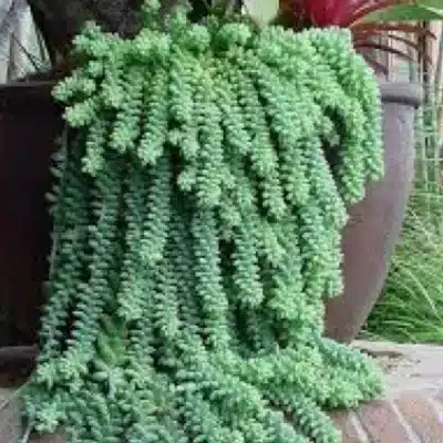 plantas para jardim vertical