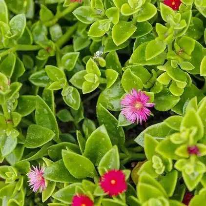 plantas para jardim vertical