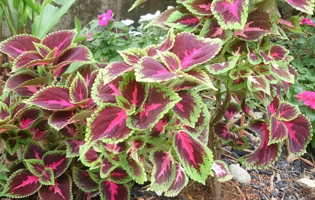 plantas para jardim vertical