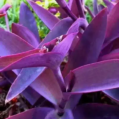 plantas para jardim vertical