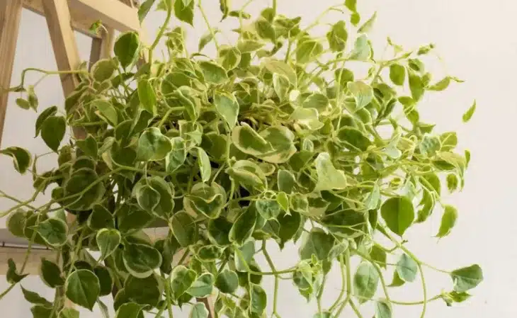plantas para jardim vertical
