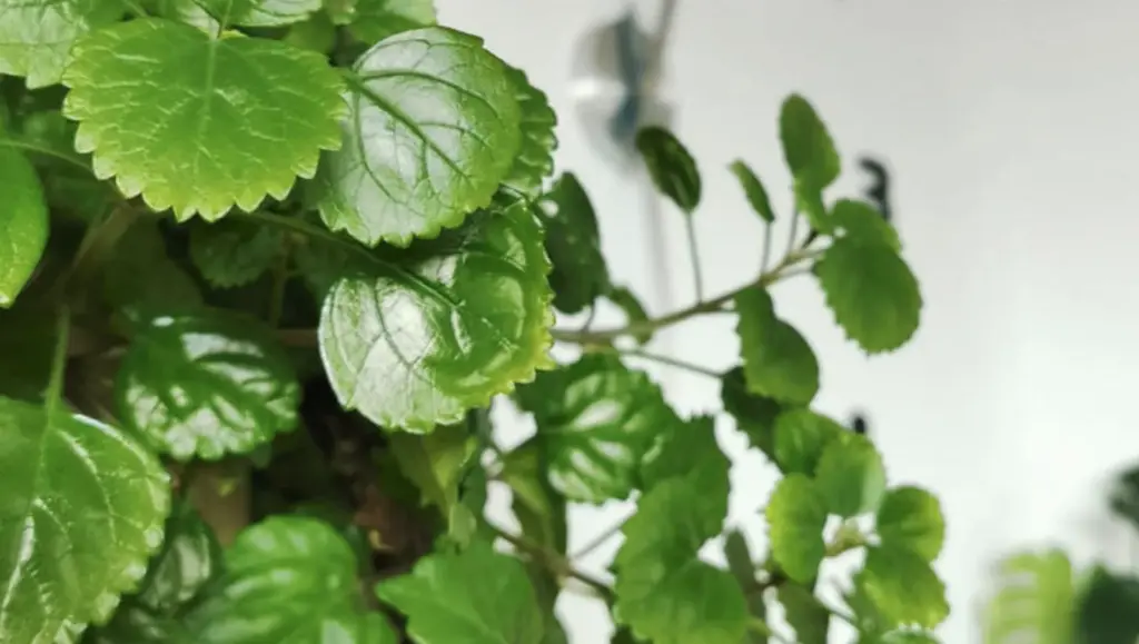 plantas para jardim vertical