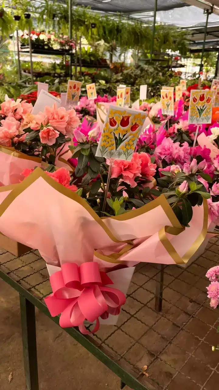 plantas para presente