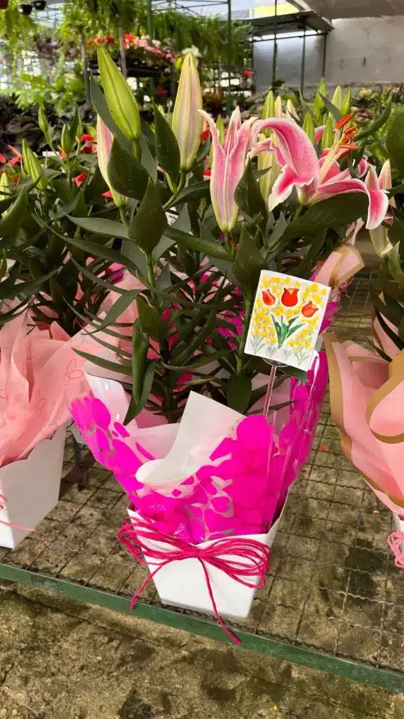 plantas para presente