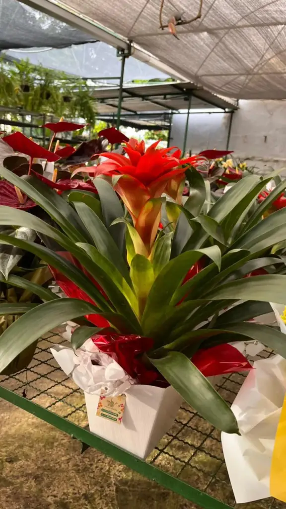 plantas para presente