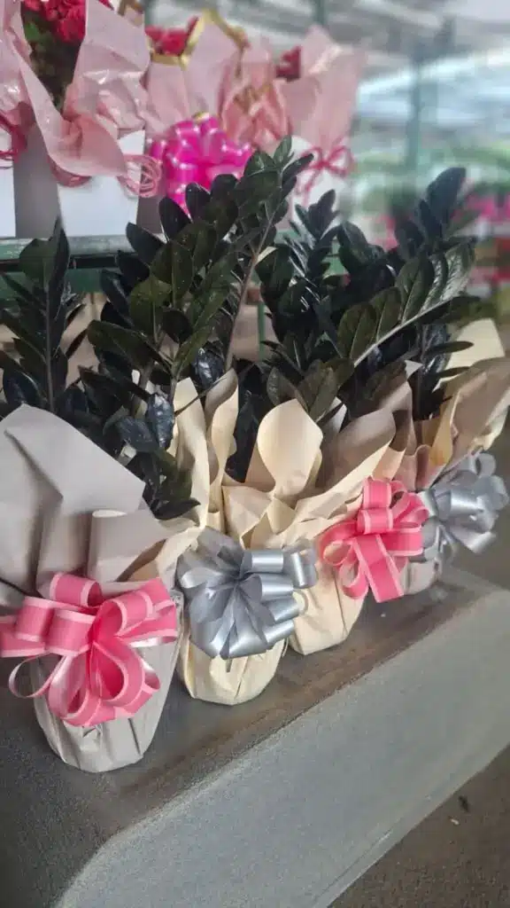 plantas para presente