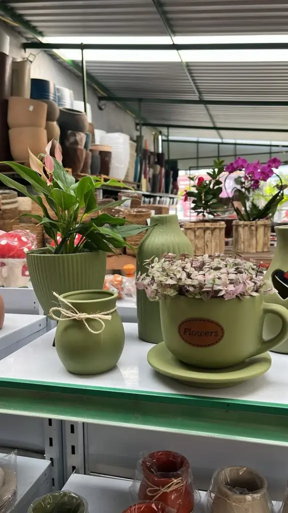 plantas para presente
