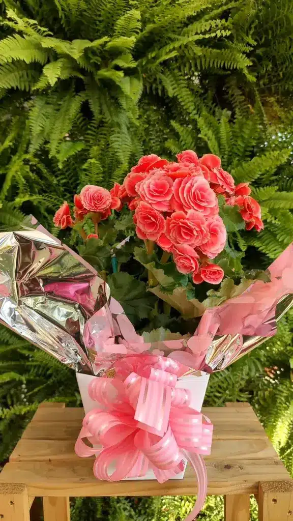 plantas para presente