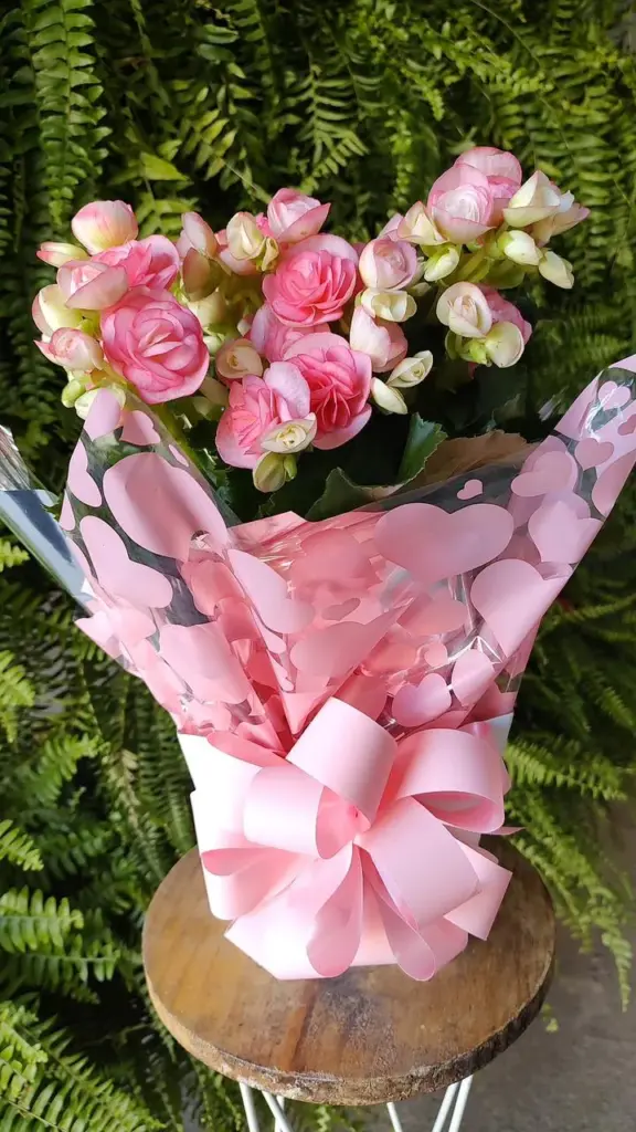plantas para presente