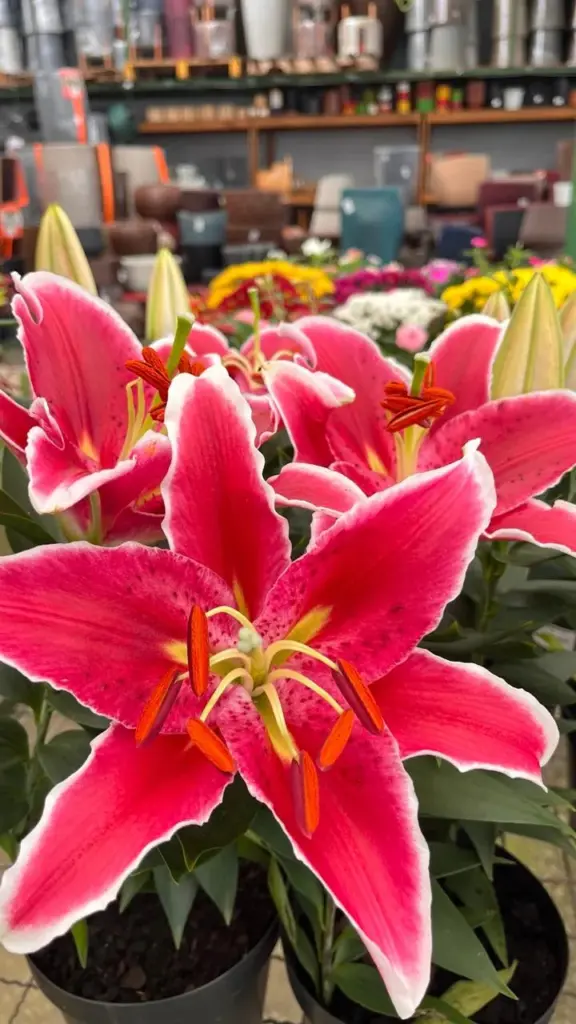 plantas para presente