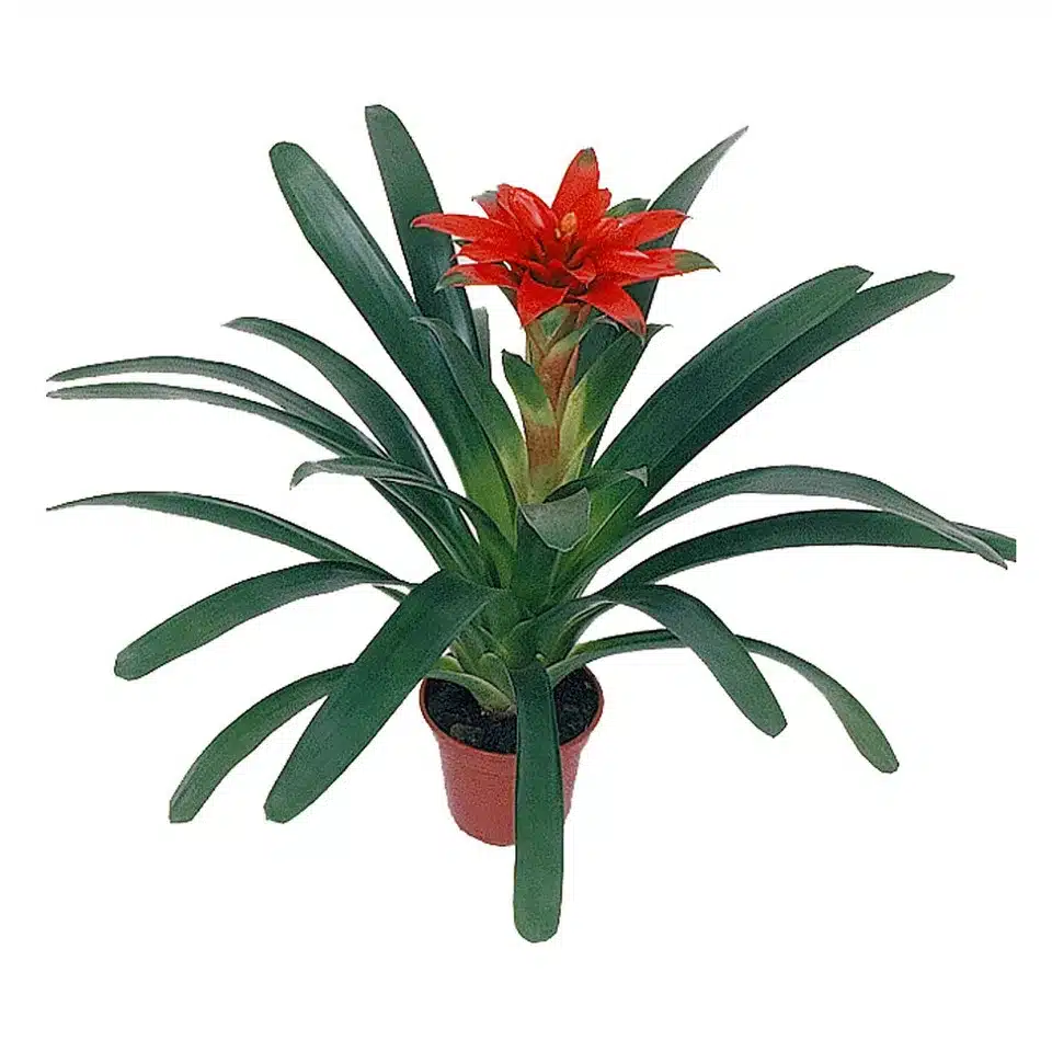 plantas para quintal