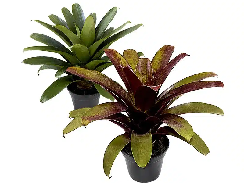 plantas para quintal