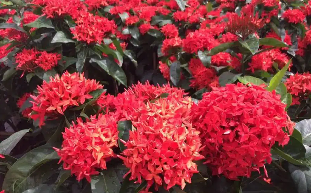 plantas para quintal