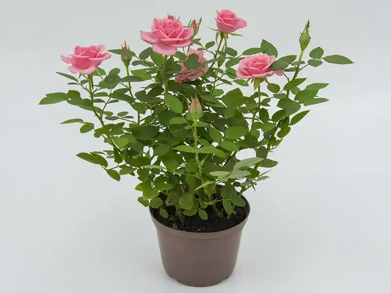plantas para quintal