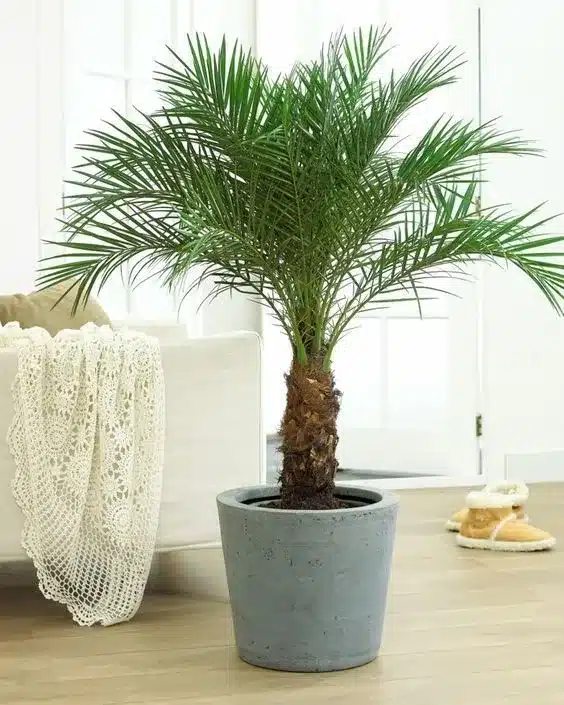 plantas para quintal