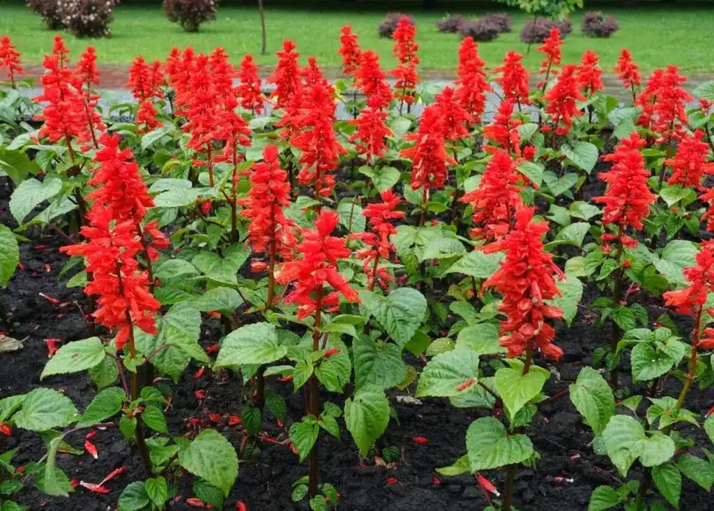 plantas para quintal