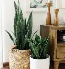 plantas para sala