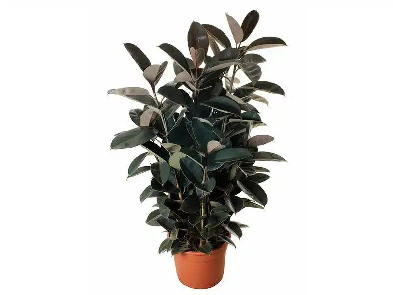 plantas para sala