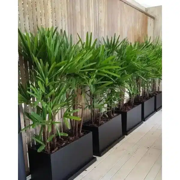 plantas para sala