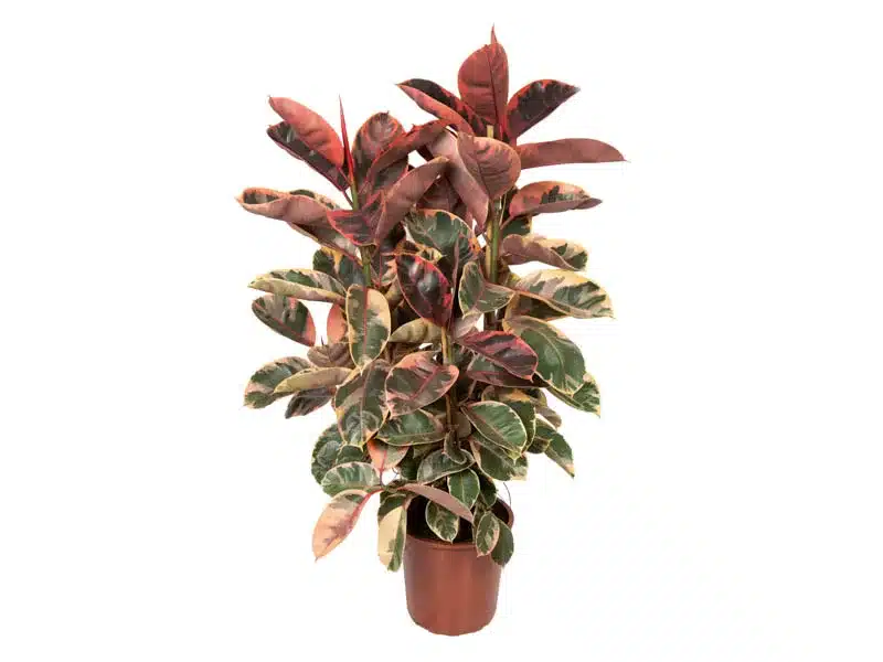 plantas para sala
