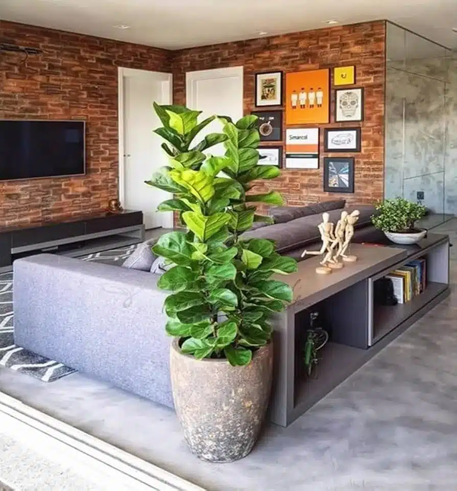 plantas para sala