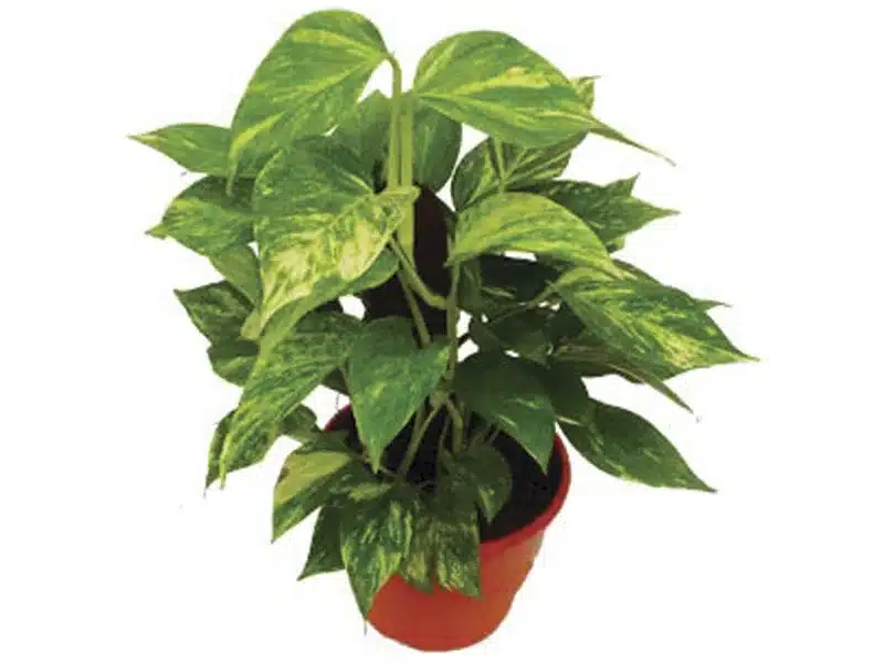 plantas para sala