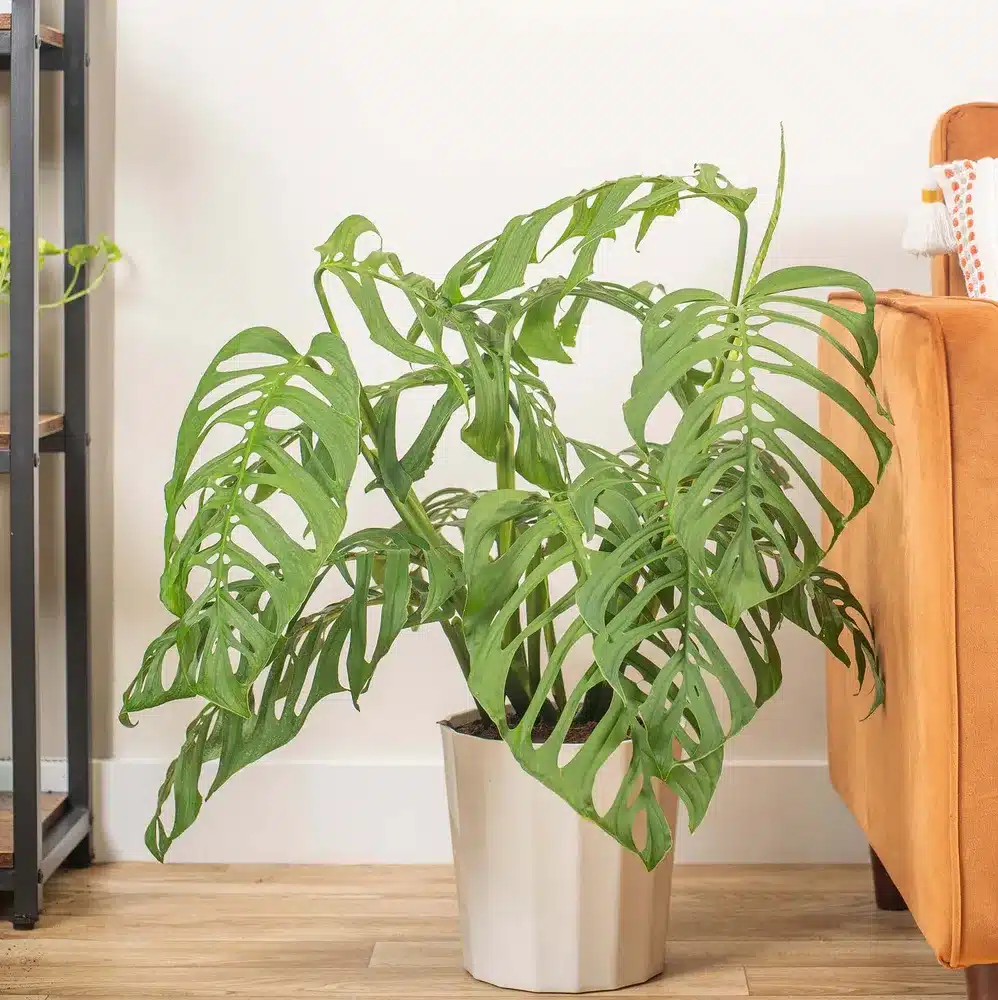 plantas para sala
