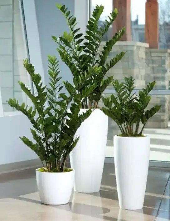plantas para sala