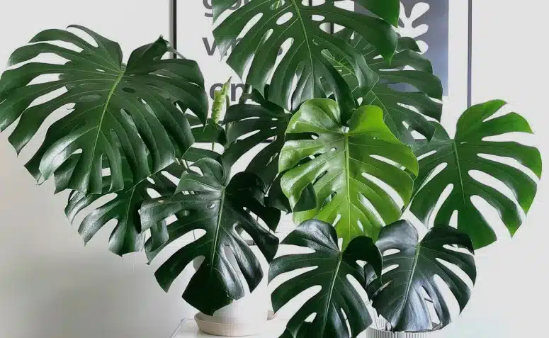 plantas para sombra de jardim