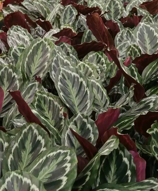 plantas para sombra de jardim