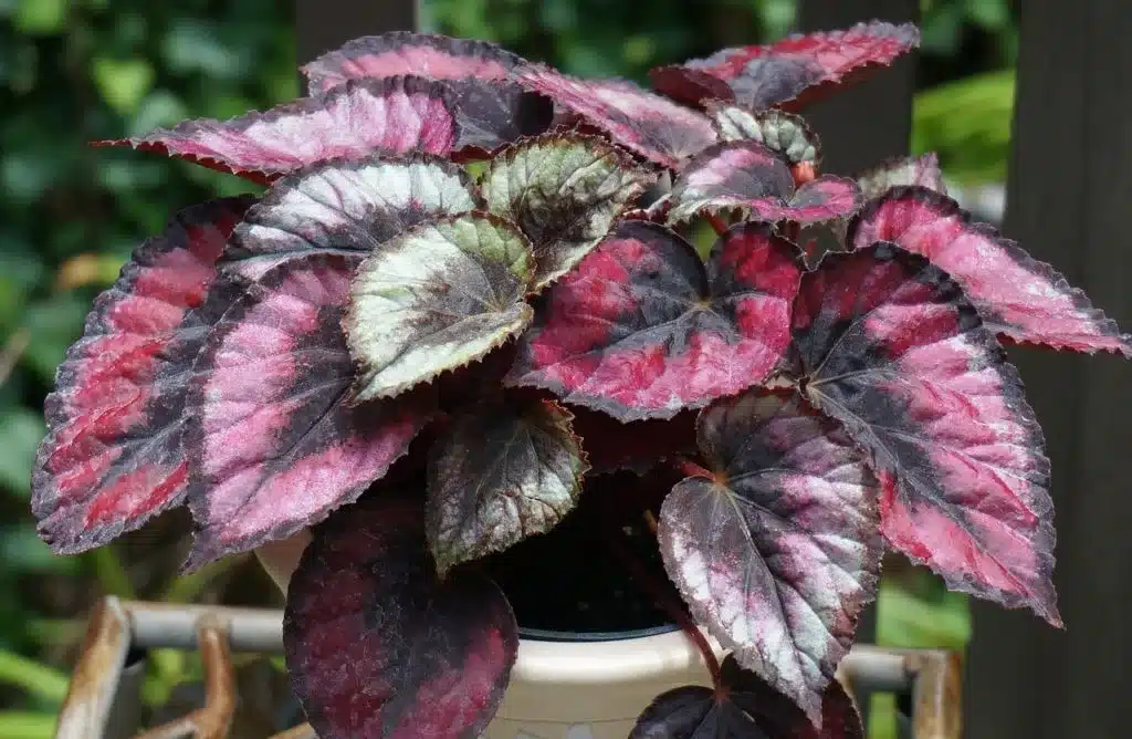plantas para sombra de jardim