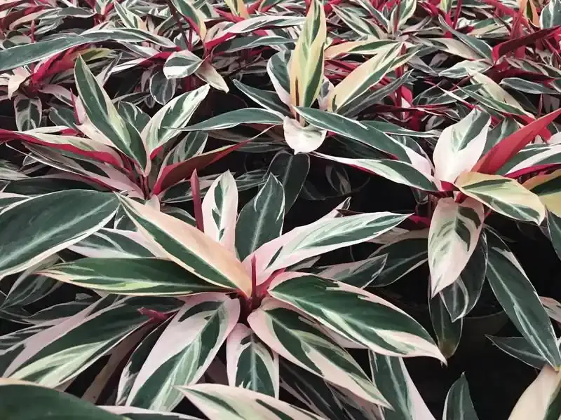 plantas para sombra de jardim