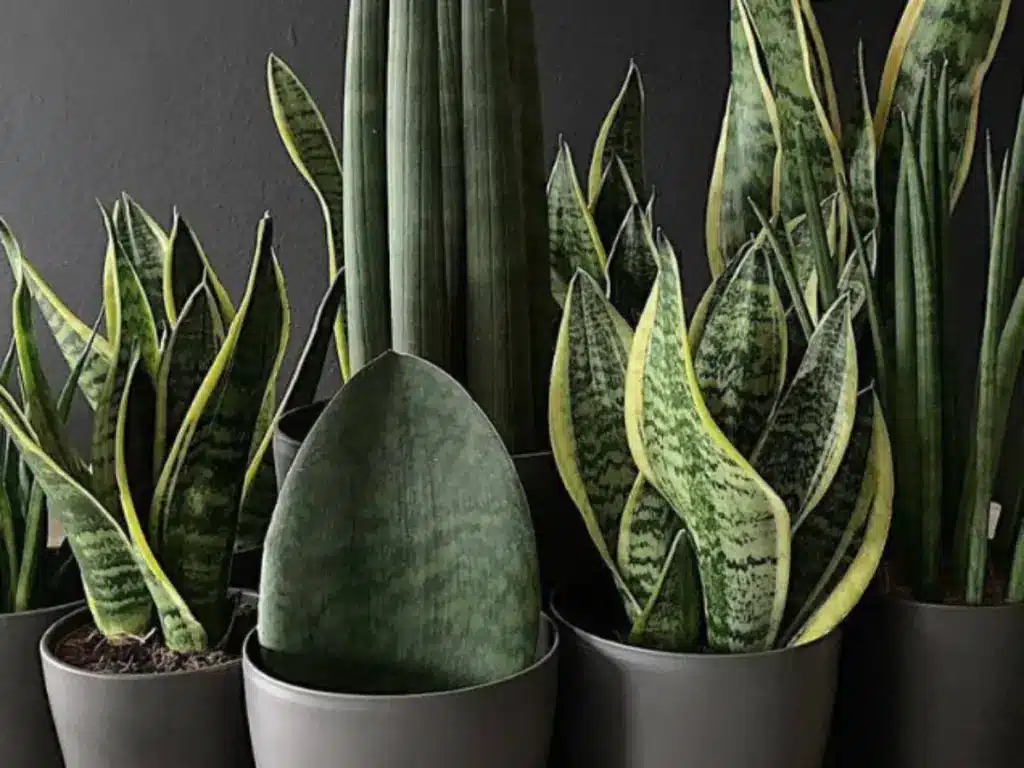plantas para sombra de jardim