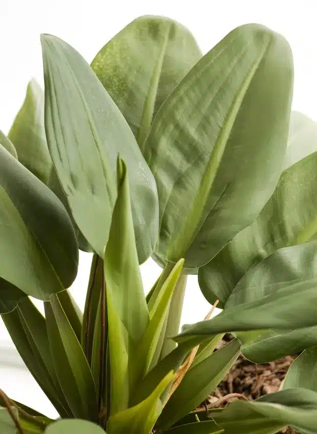 plantas para sombra de jardim