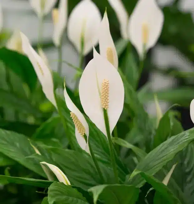 plantas para sombra de jardim