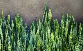 plantas para sombra de jardim