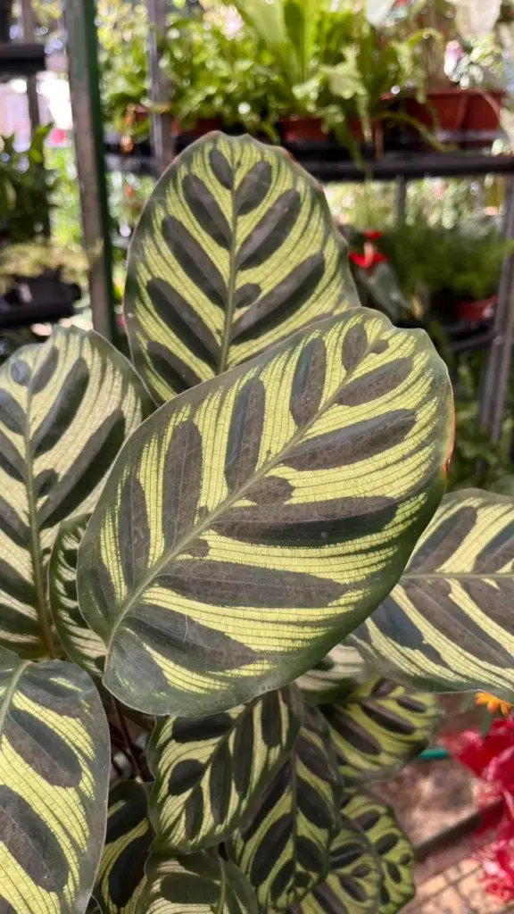 plantas para sombra de jardim