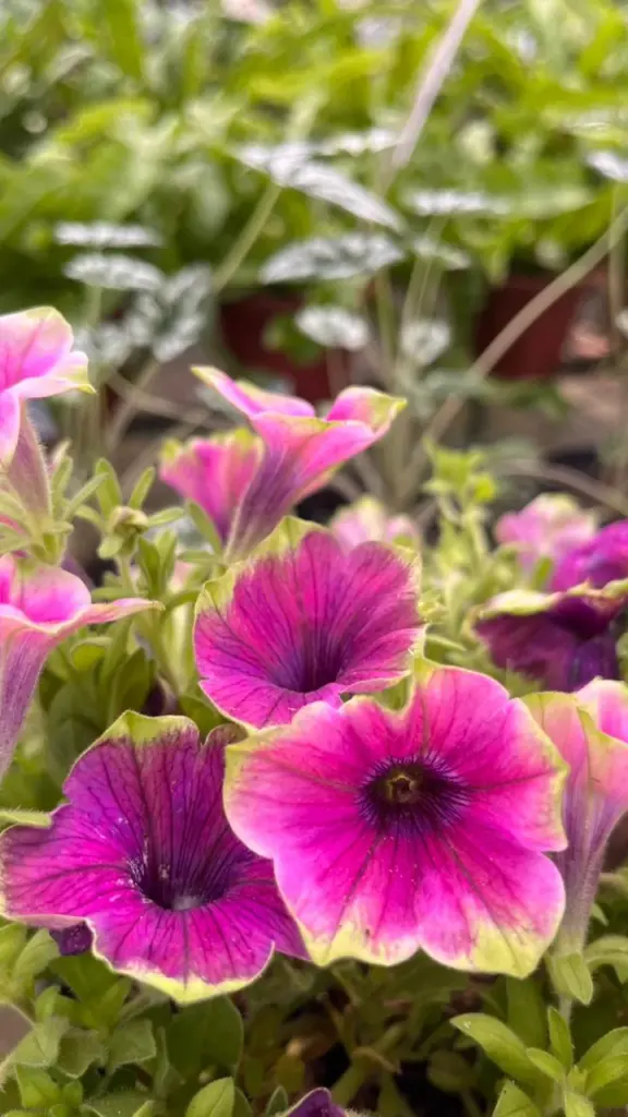 plantas para varanda